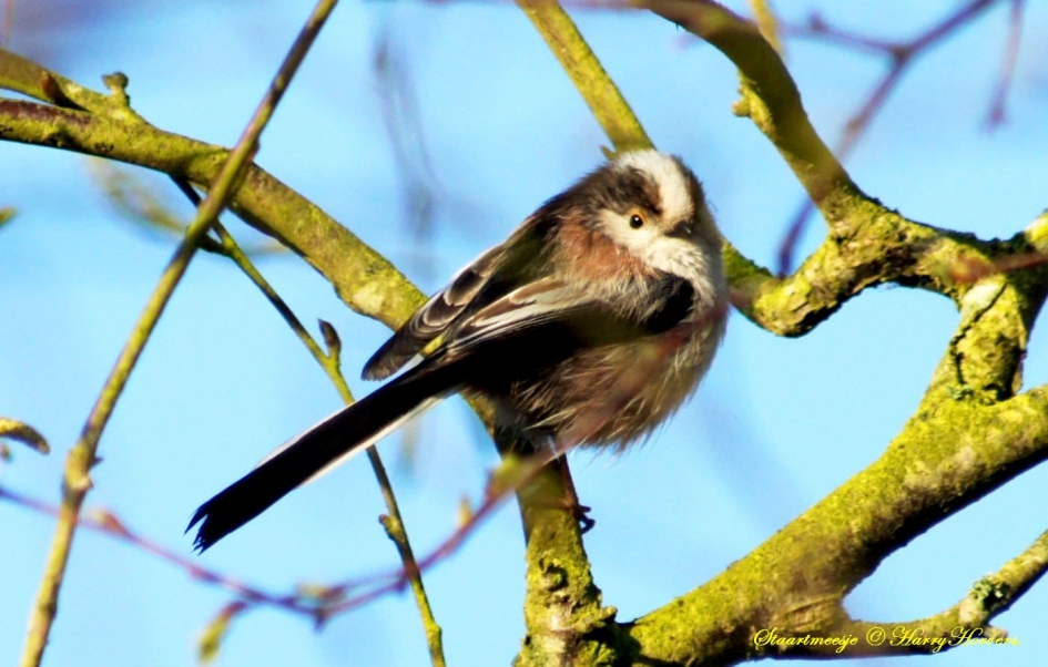 Staartmeesje - Vogels - Staartmeesje