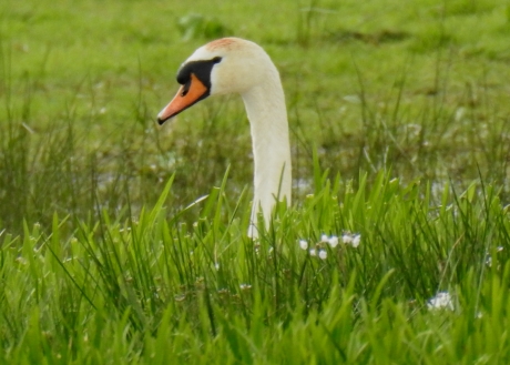 Steek je hoofd niet te ver boven het maaiveld.