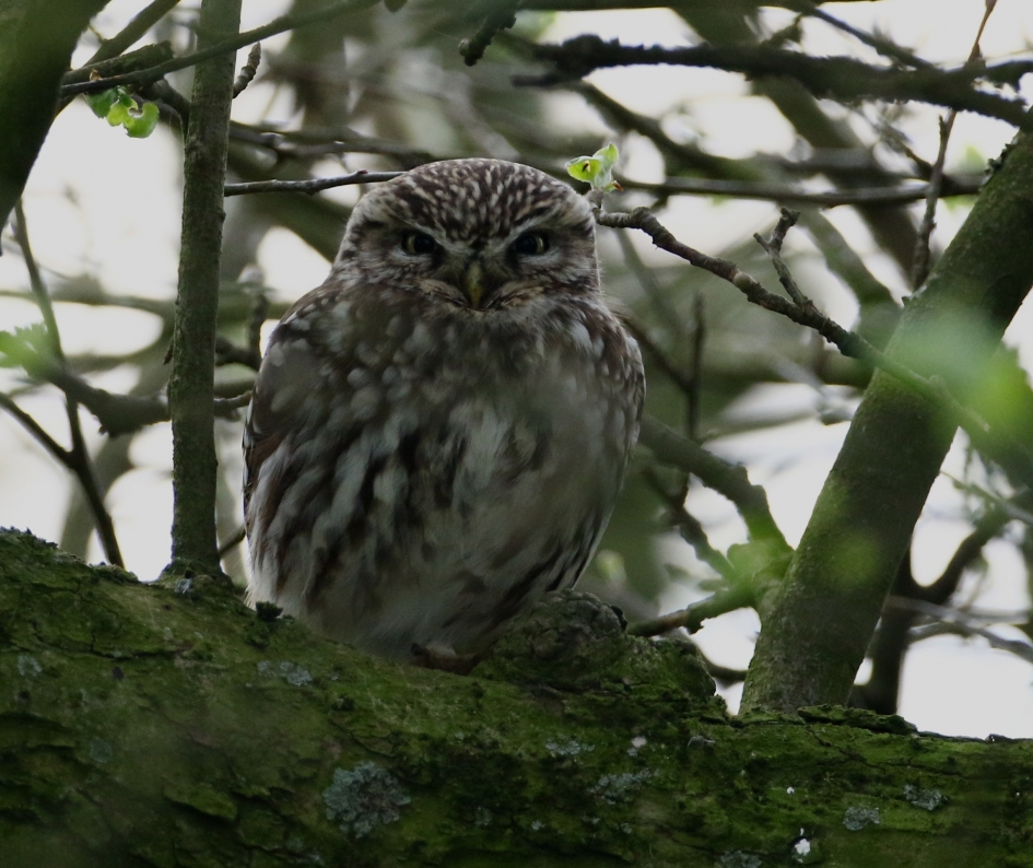 Steenuiltje - Vogels - Steenuil