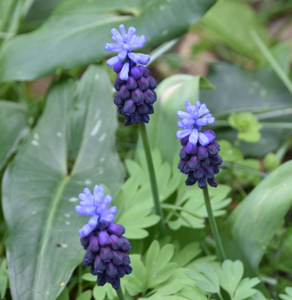 Sterkte Voor Tiny - Planten - 