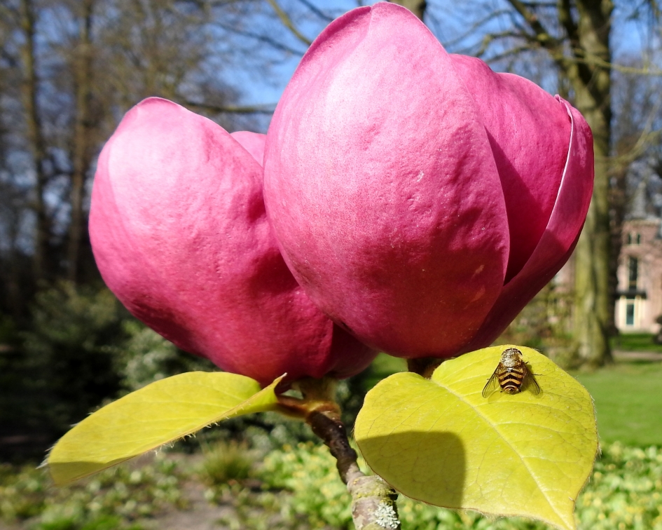 Stoere knoppen - Planten - Magnolia Black Tulip