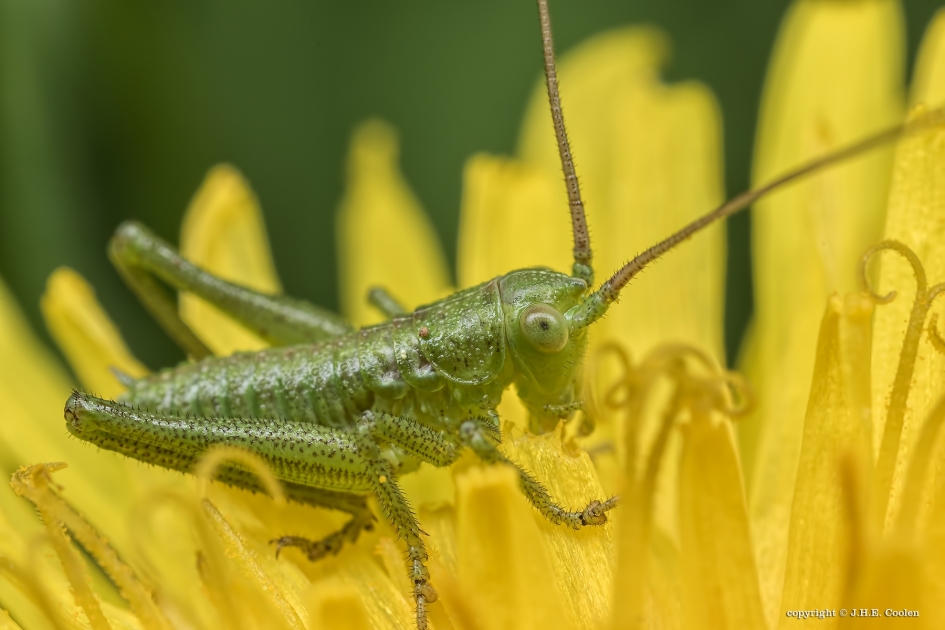 Struiksprinkhaan(tje) - Geleedpotigen - Struiksprinkhaan