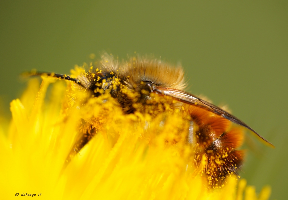 Stuif es in - Planten - 