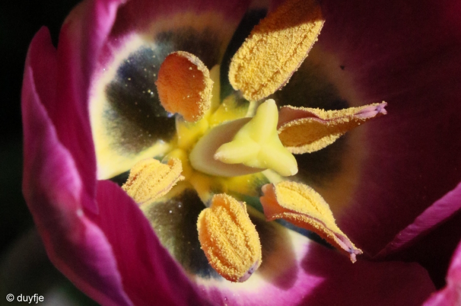 Stuifmeel - Planten - tulp