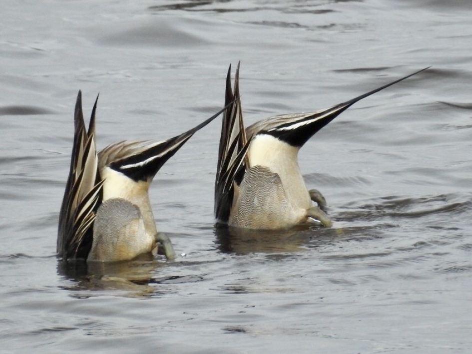 Synchroon foeragerende pijlstaarten! - Vogels - Pijlstaart