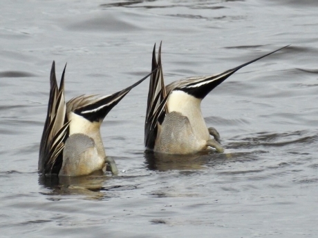 Synchroon foeragerende pijlstaarten!