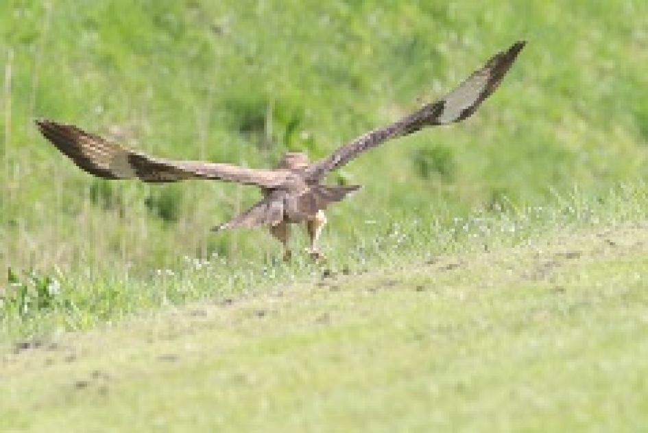 take-off - Vogels - buizerd