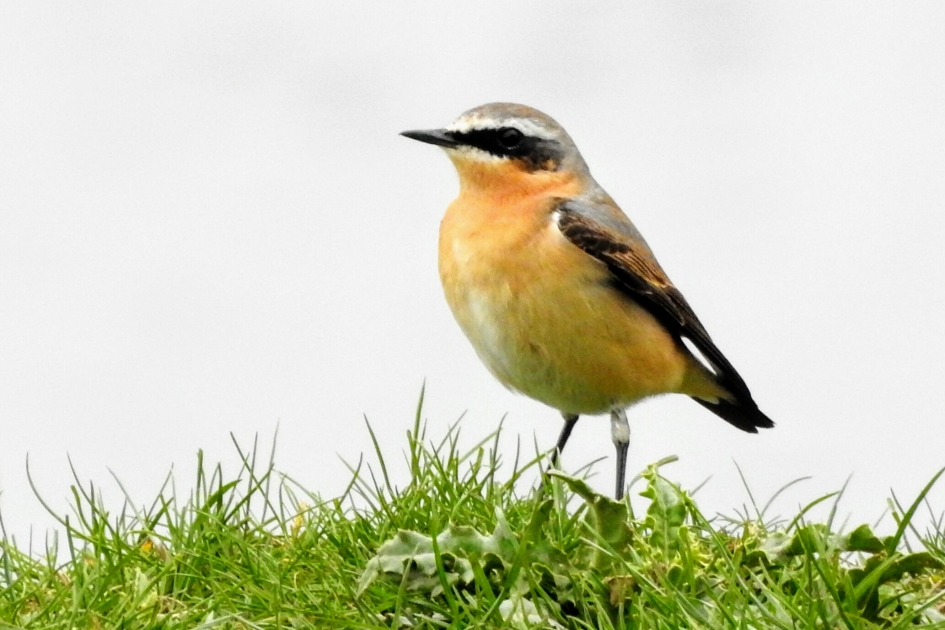 Tapuit - Vogels - Tapuit