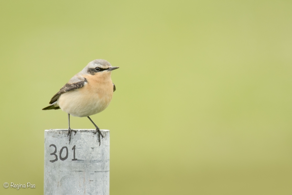 Tapuit - Vogels - Tapuit