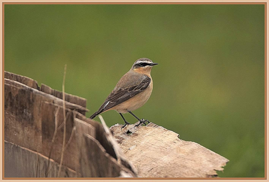 Tapuit - Vogels - Tapuit