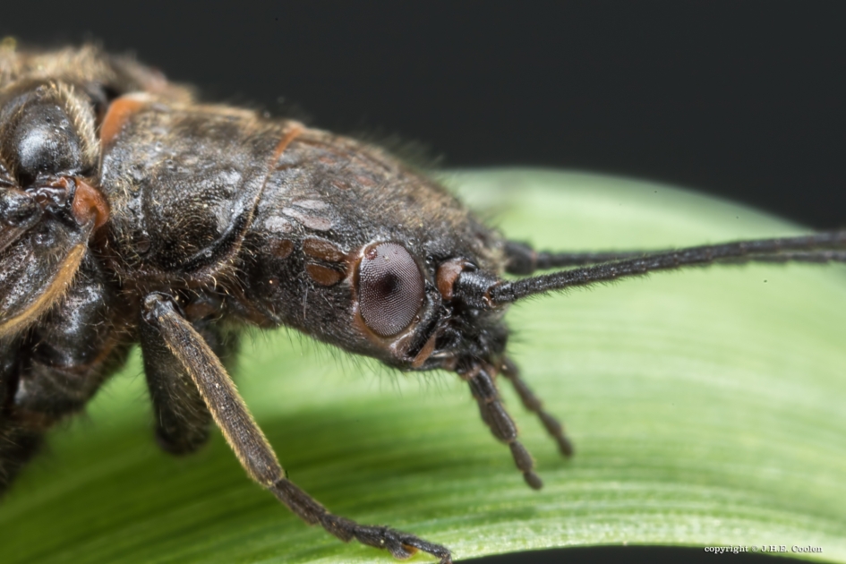 Terug... - Geleedpotigen - Slijkvlieg