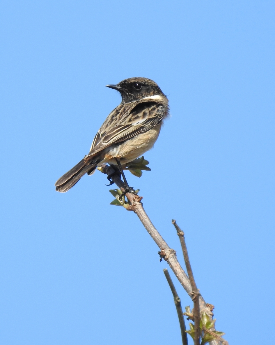 Terug in het duin - Vogels - Roodborsttapuit