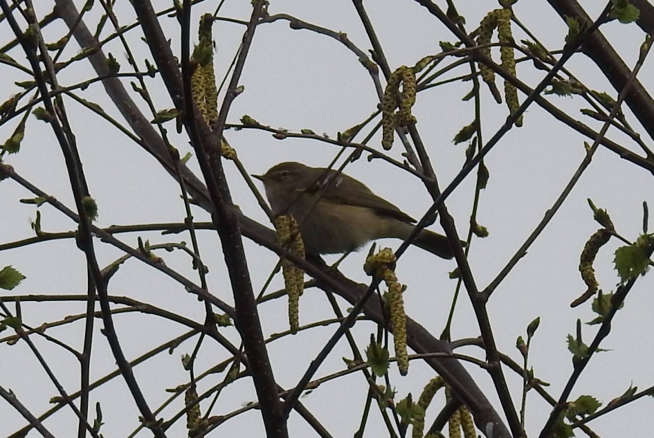 Tjiftjaf - Vogels - Tjiftjaf