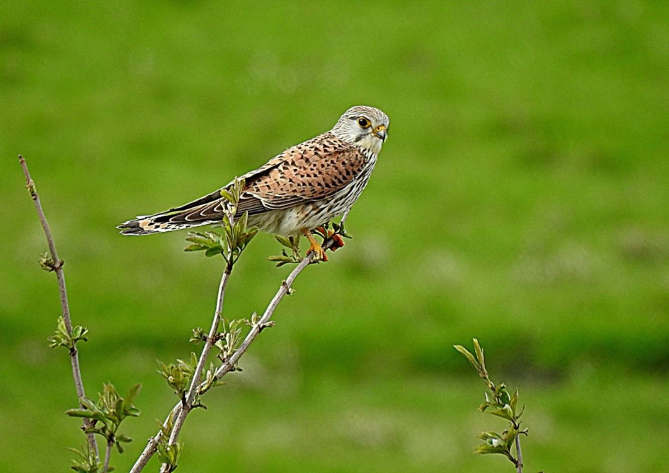 Torenvalk - Vogels - Torenvalk