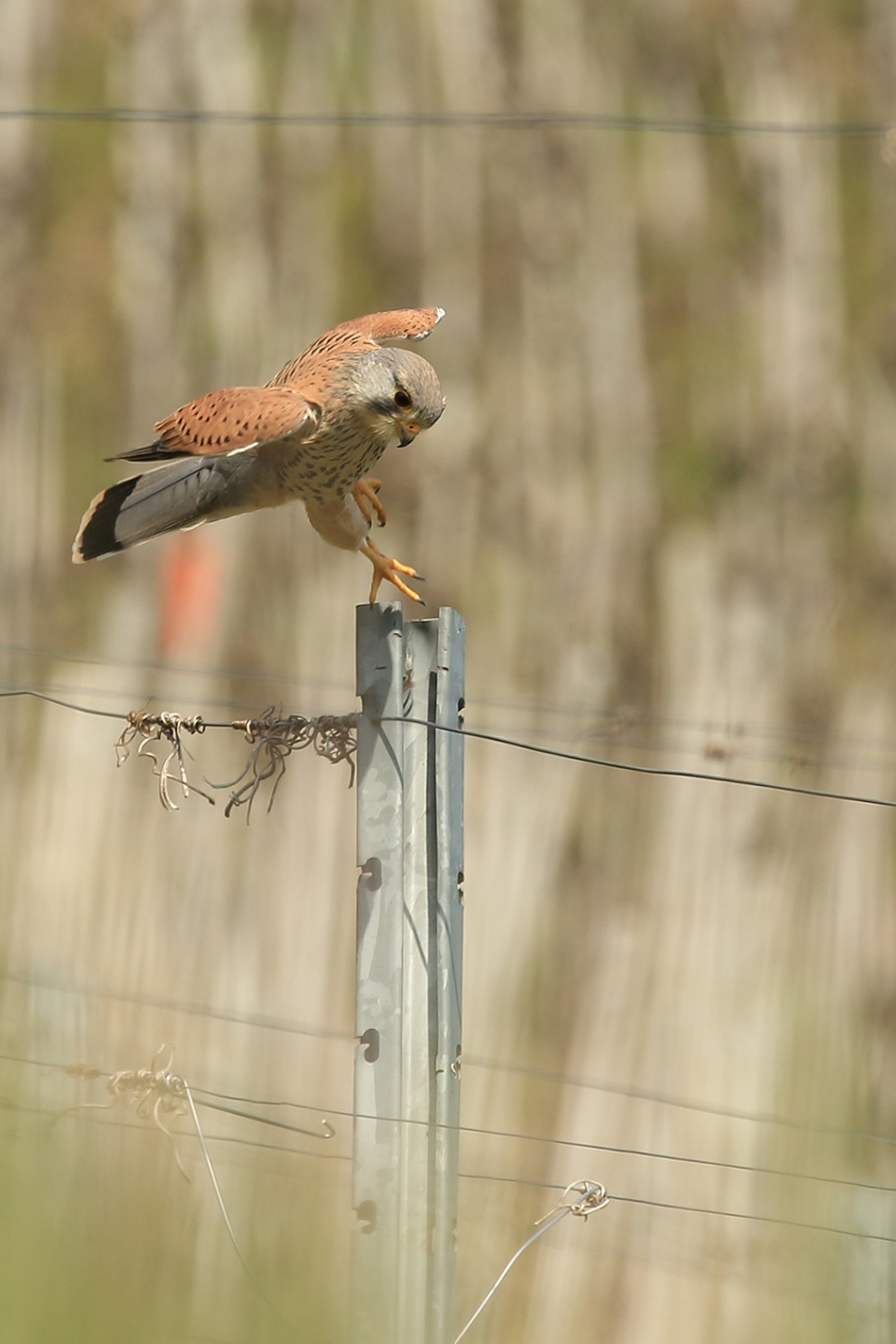 torenvalk - Vogels - 