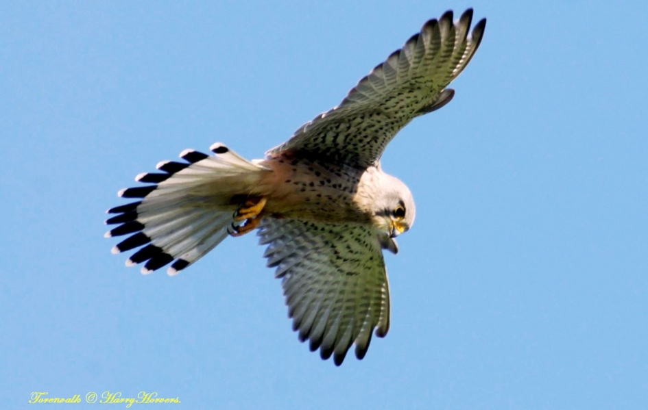 Torenvalk - Vogels - 