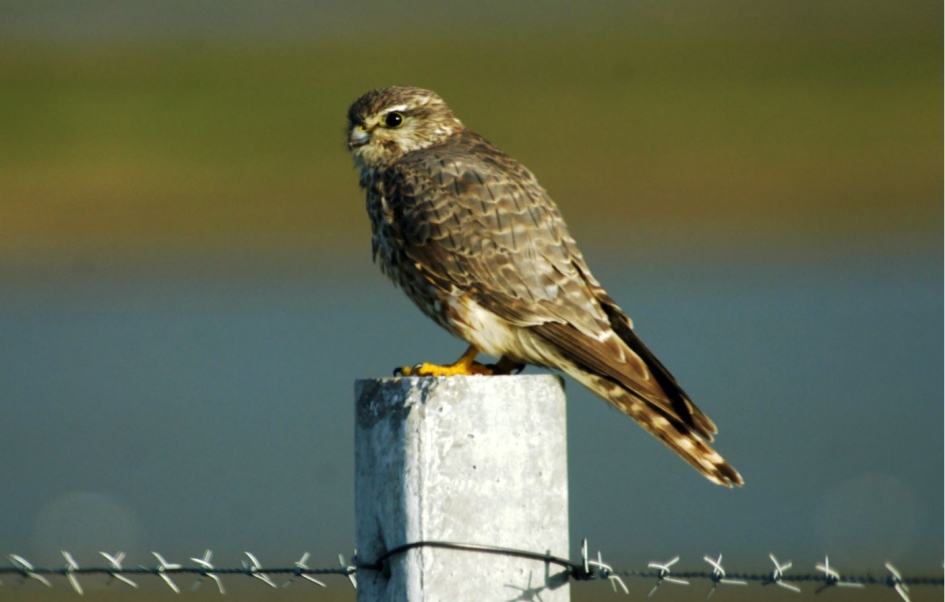torenvalk op paal - Vogels - 