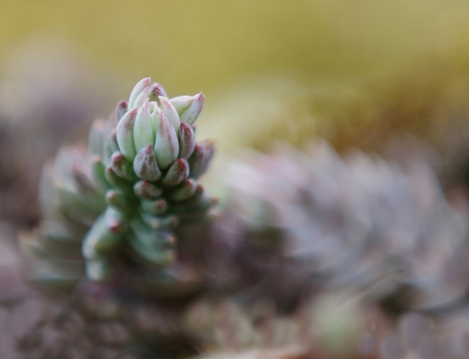 Tripmadam -vetplant- - Planten - 