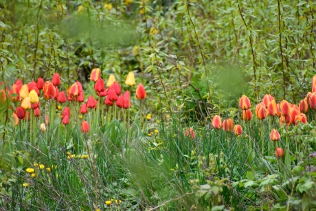 Tuin met tulpen