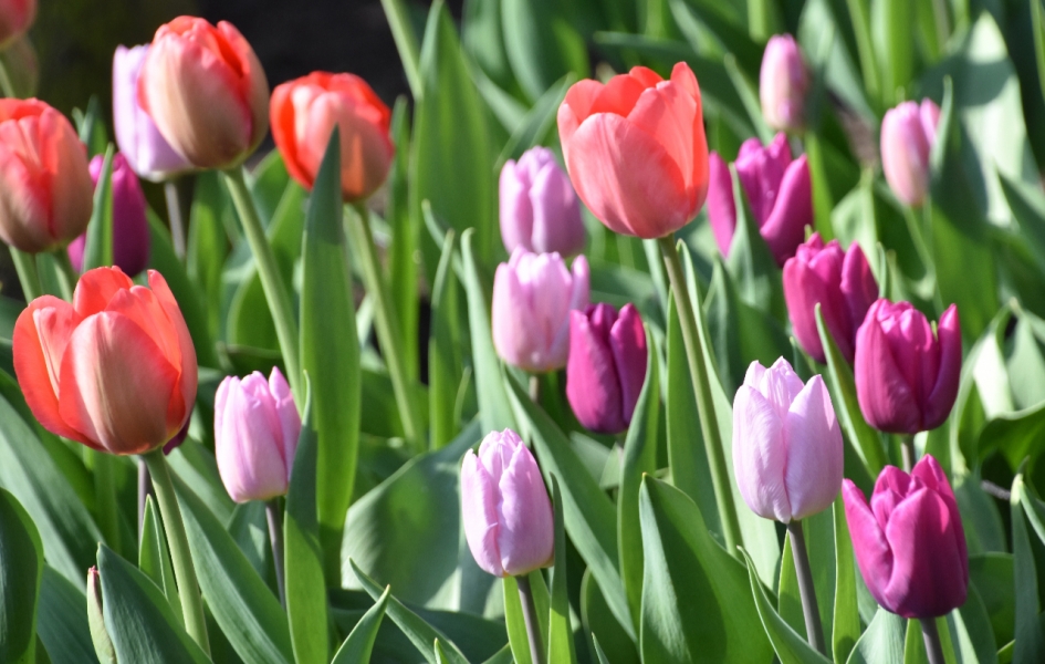 Tulpen - Planten - 