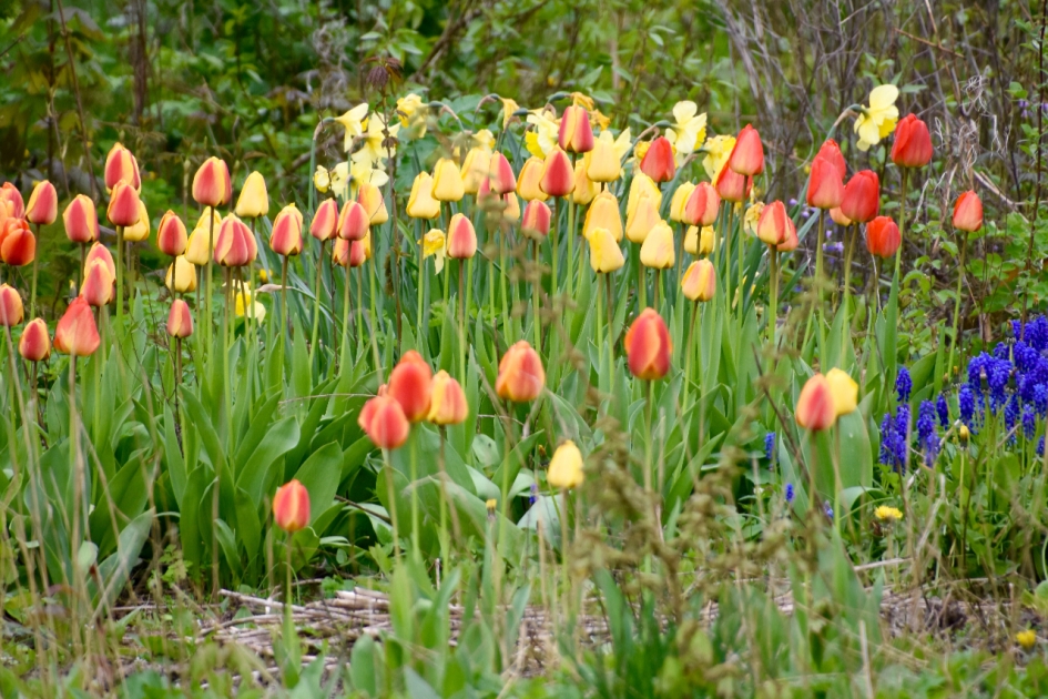 Tulpen - Planten - 