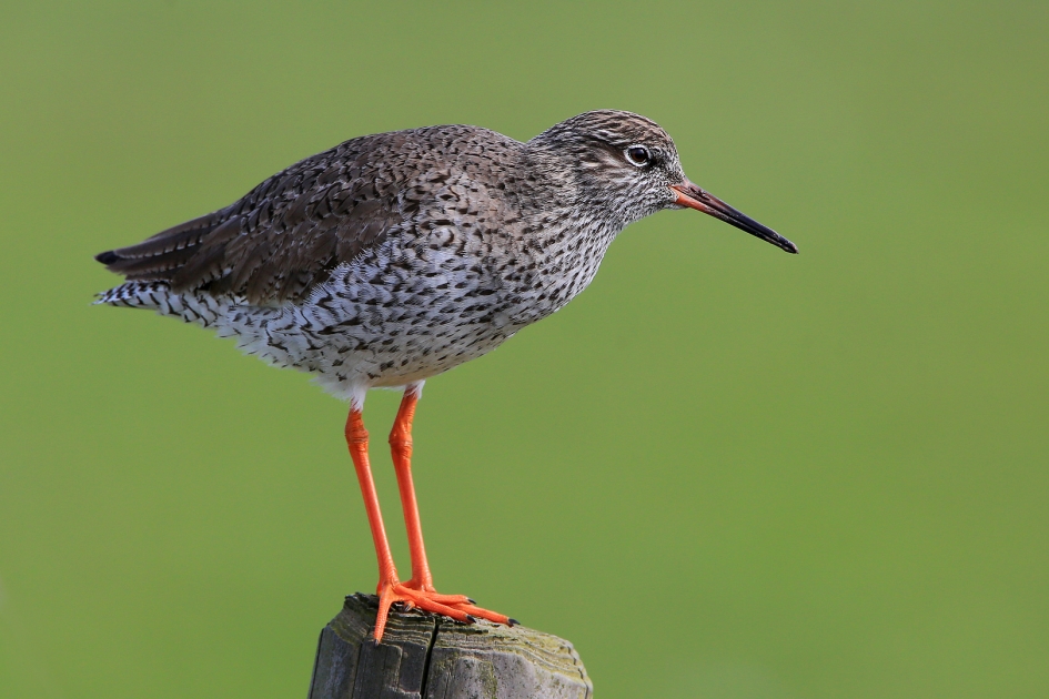 Tureluur - Vogels - Tureluur