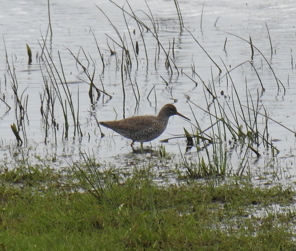 Tureluur - Vogels - Tureluur