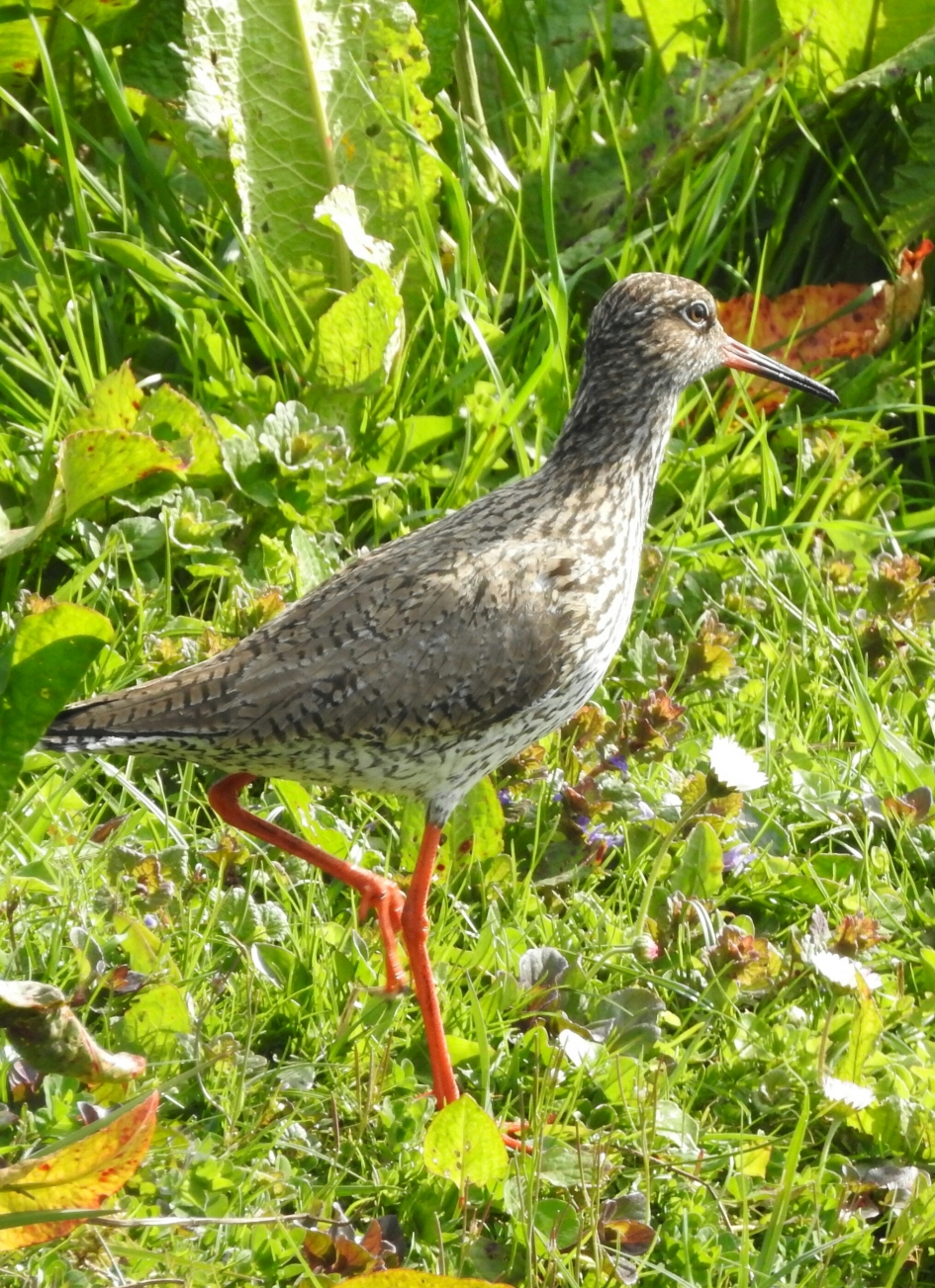 Tureluur - Vogels - Tureluur