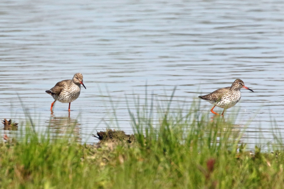 Tureluurs - Vogels - 