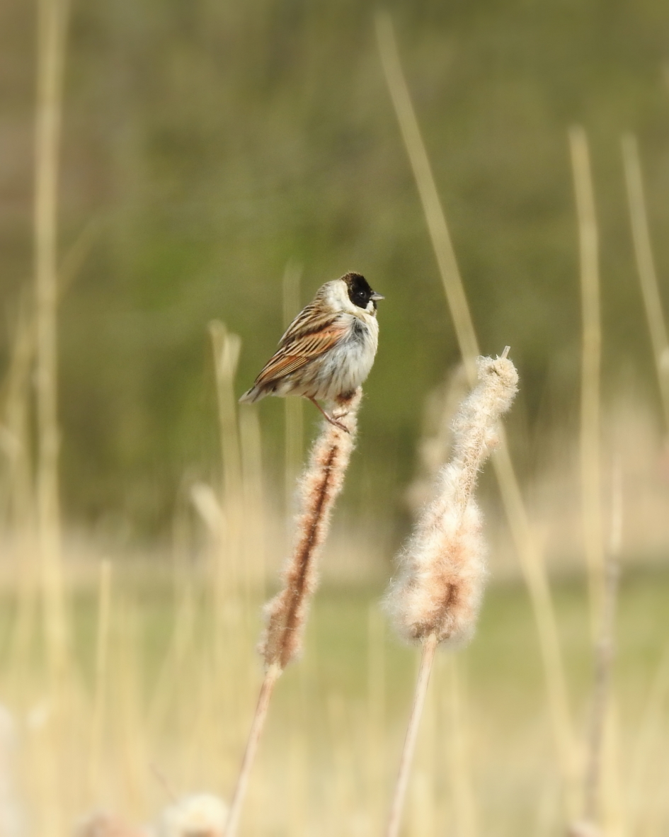Tussen het riet - Vogels - Rietgors