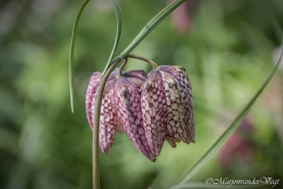 Tweeling - Planten - Kievitsbloem