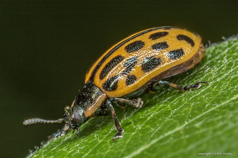 Twintigstippelig wilgenhaantje - Geleedpotigen - Twintigstippelig wilgenhaantje