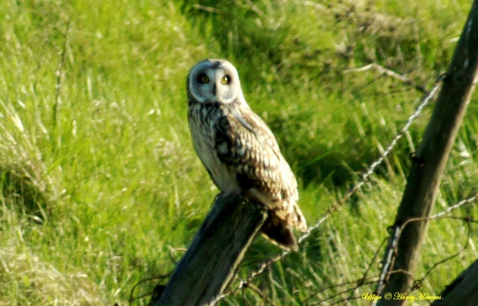Uiltje - Vogels - Uil