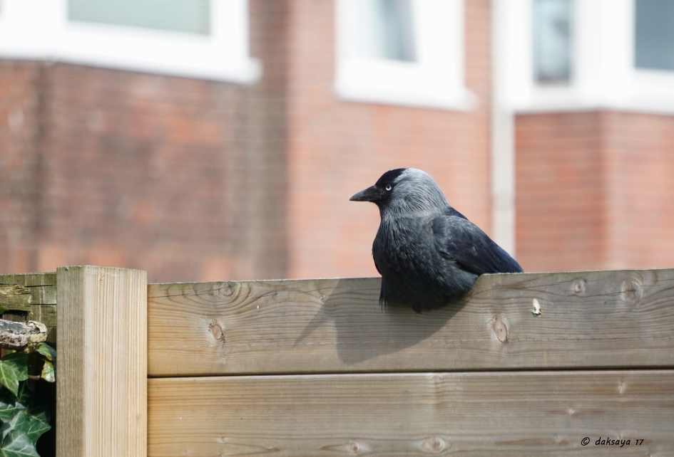 Uitbuiken - Vogels - Kauw