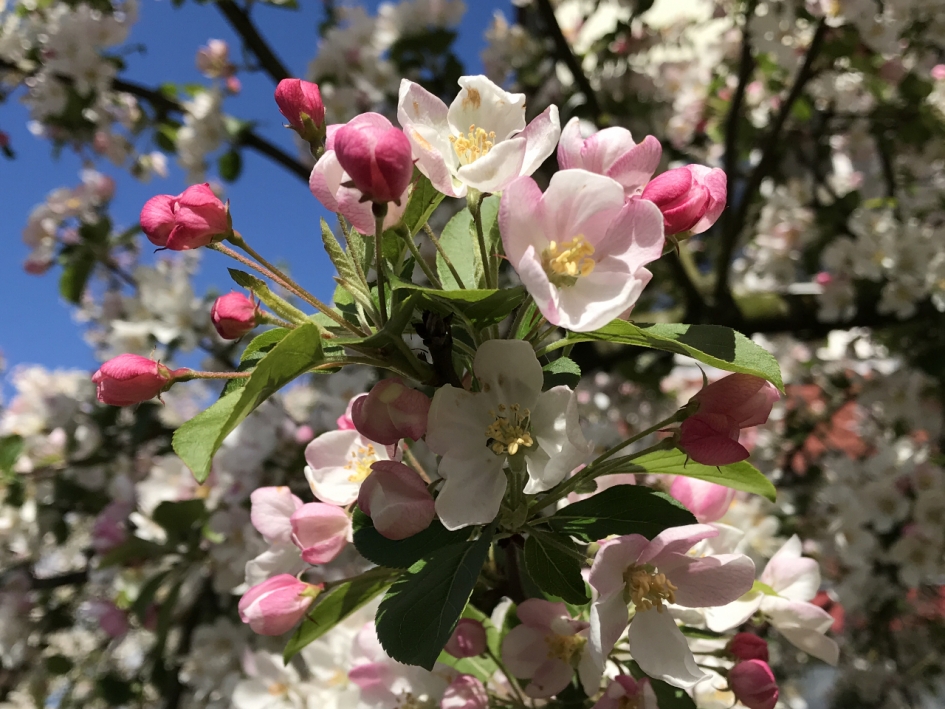 Uitbundig - Planten - 