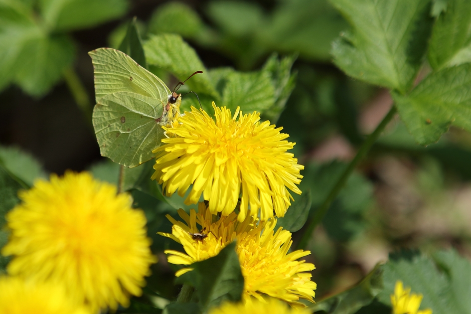 valt niet op - Overig - 