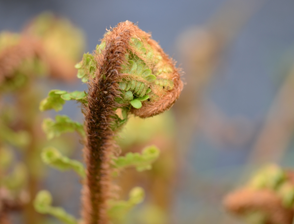 Varen - Planten - Varen