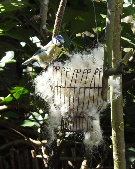 Veel belangstelling voor het schapendons