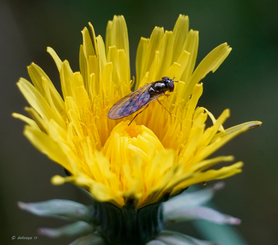 Veel paardenbloemen - Planten - 