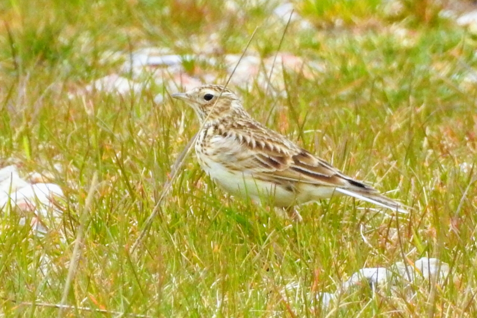 Veldleeuwerik - Vogels - Veldleeuwerik