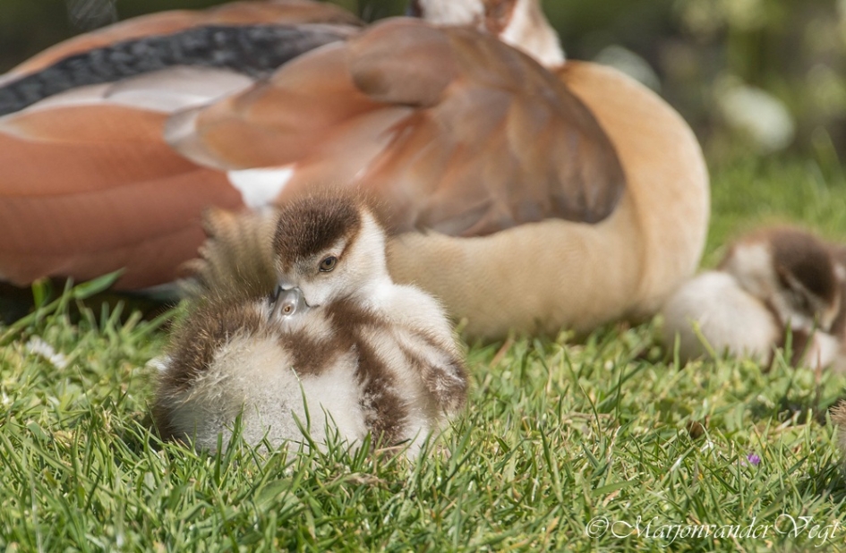Veren strijken - Vogels - Nijlgans