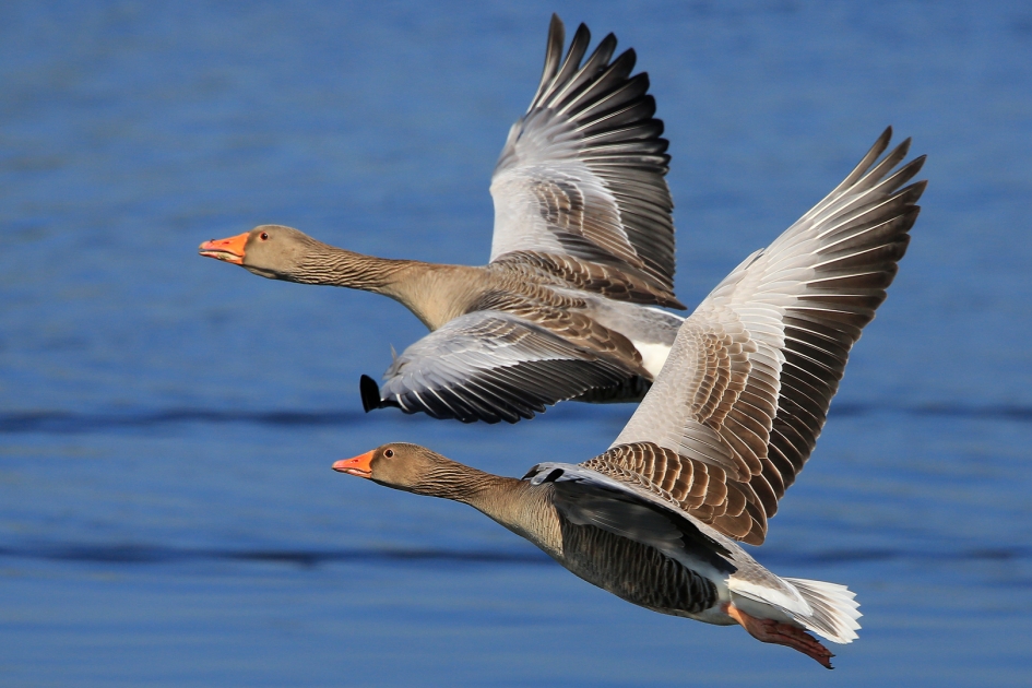 Verguisd - Vogels - Grauwe Gans