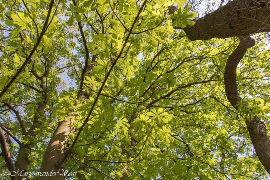 Vers groen - Planten - Kastanje