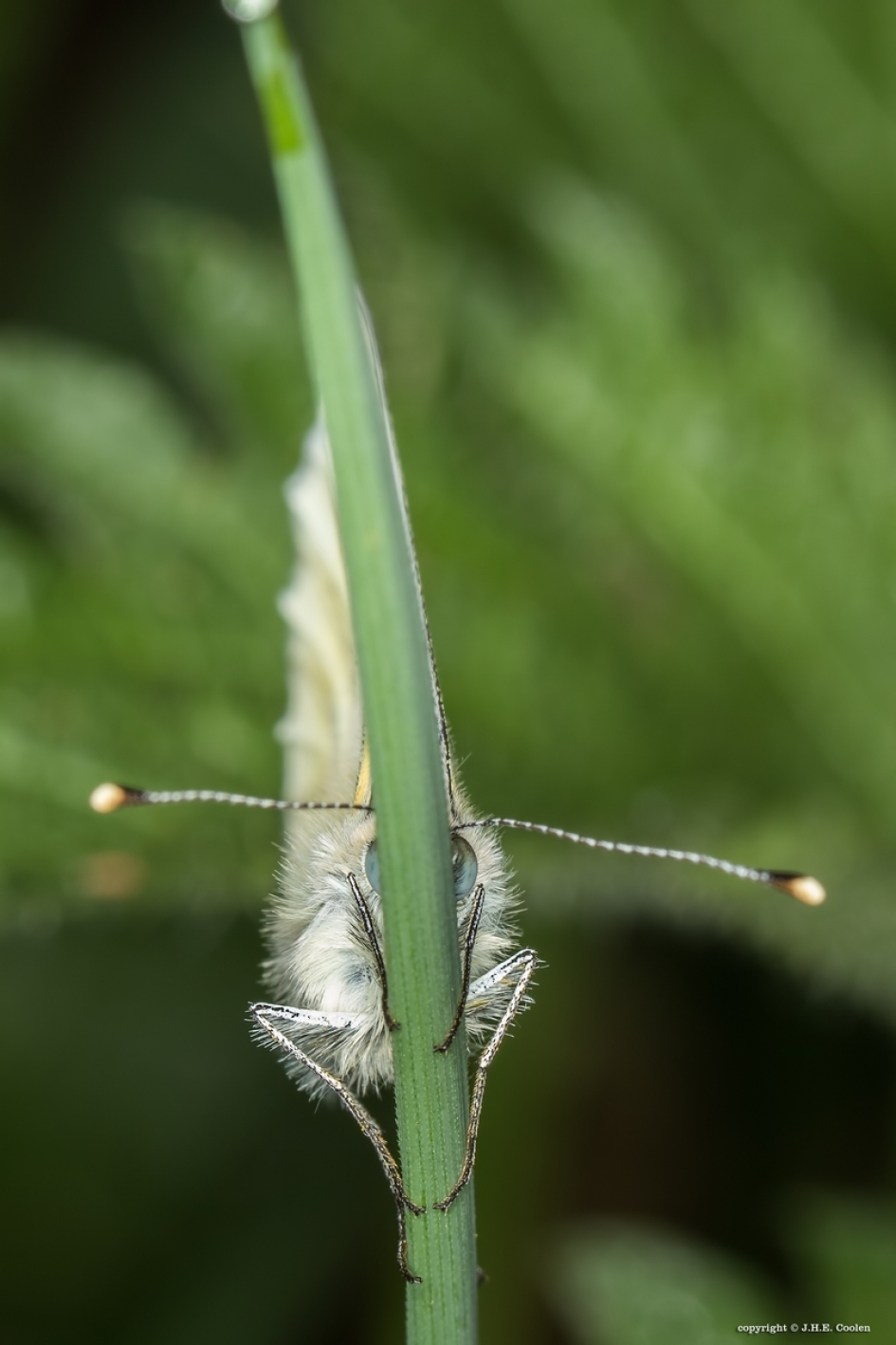 Verstoppen - Geleedpotigen - Geaderd witje
