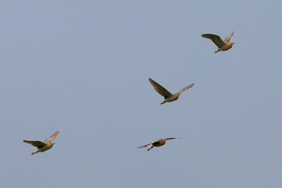 Vier Roerdompen - Vogels - Roerdomp