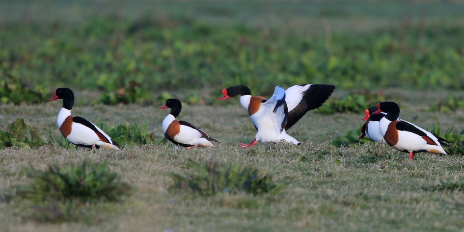 Zes Bergeenden - Vogels - Bergeend