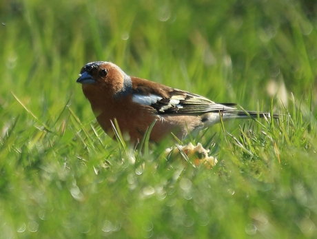 vink -m-