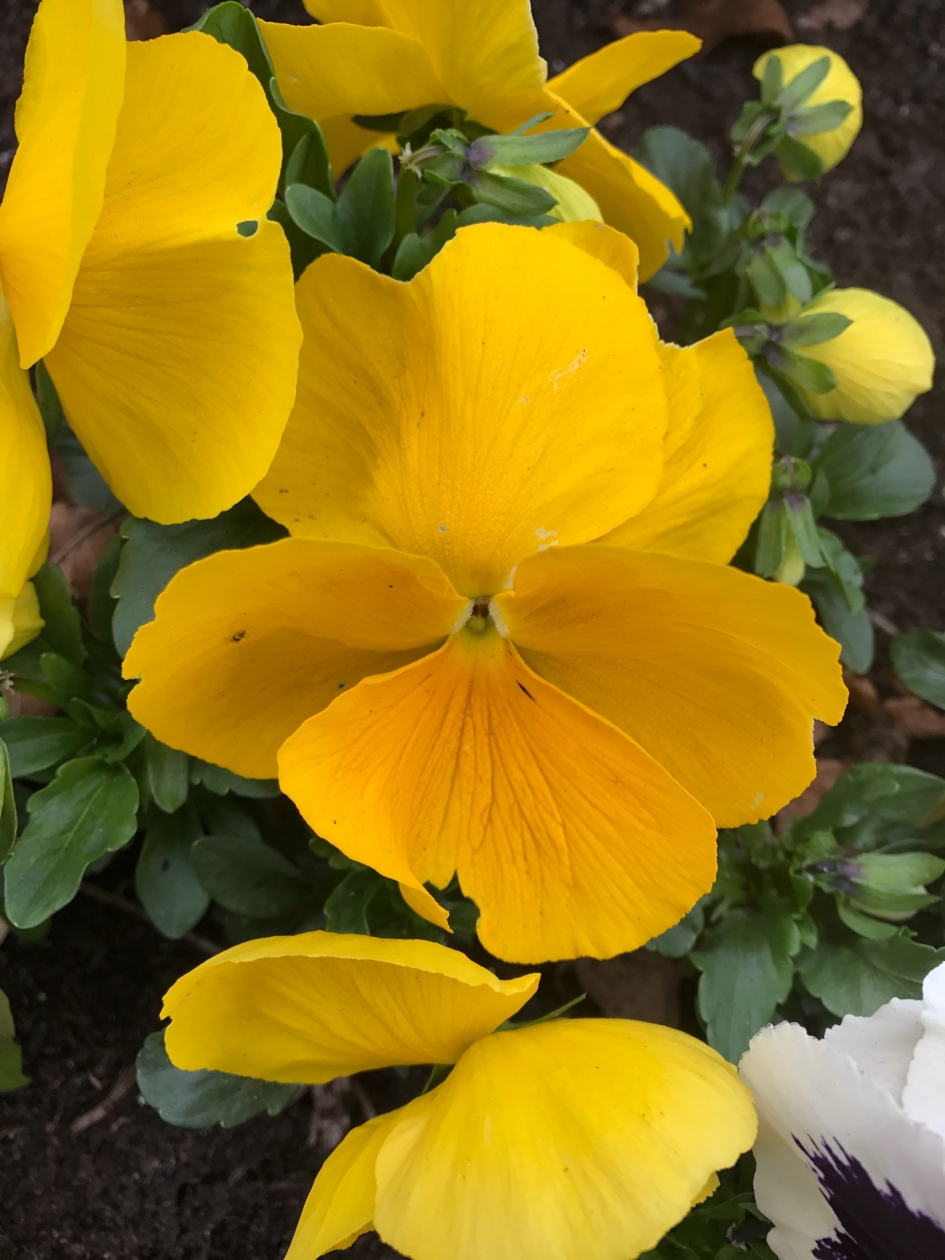 Viooltje - Planten - 