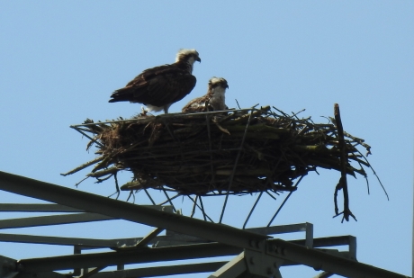 Visarenden hebben hun nest op electricieteitsmasten