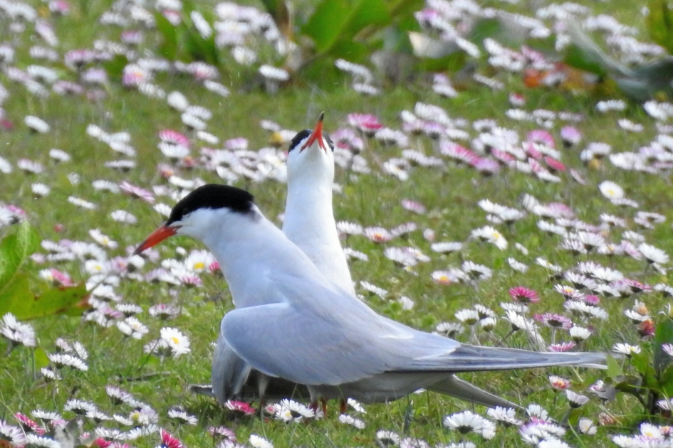 Visdiefjes - Vogels - Visdiefje